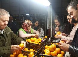 Rus Gıda Denetim Ajansı'ndan Akdeniz Meyve Sineği incelemesi