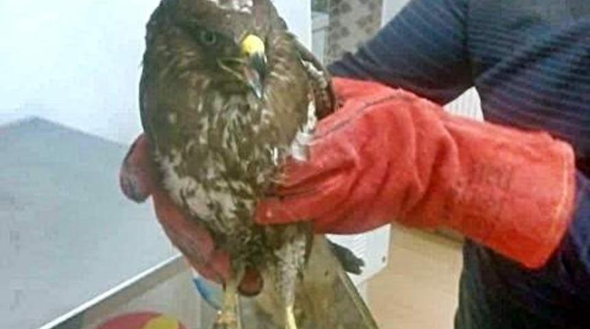 Yaralı şahin tedavi altına alındı