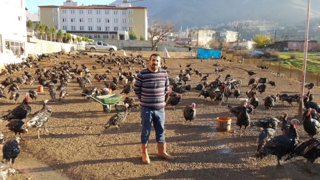 Doğal ortamda beslenen hindiler satışa hazır