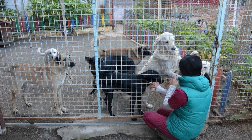 K&ouml;peklerin bayıltılarak ormanlık alana atılması ile ilgili başsavcılıktan a&ccedil;ıklama