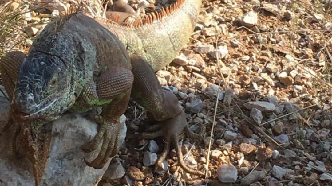 Bodrum'da yol ortasında iguana g&ouml;renler şoke oldu!