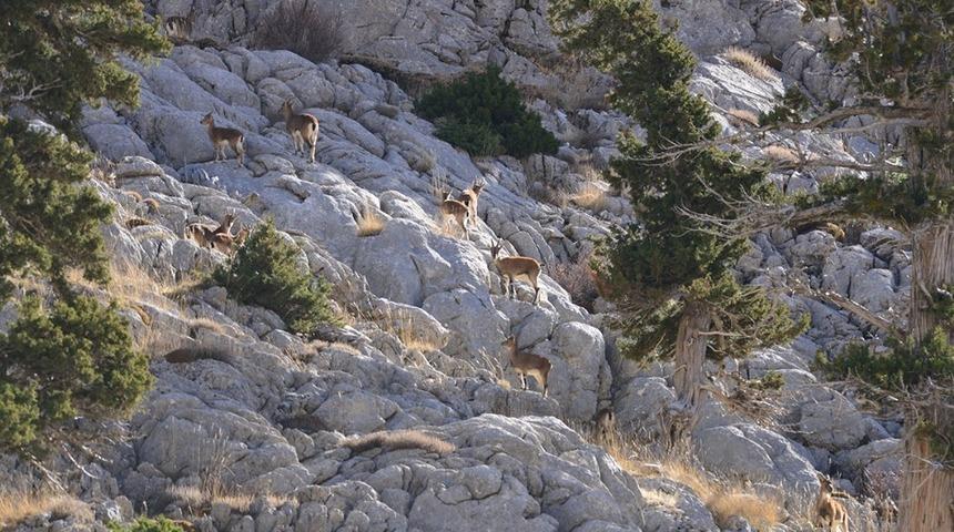 Yaban Ke&ccedil;isi envanter &ccedil;alışmaları