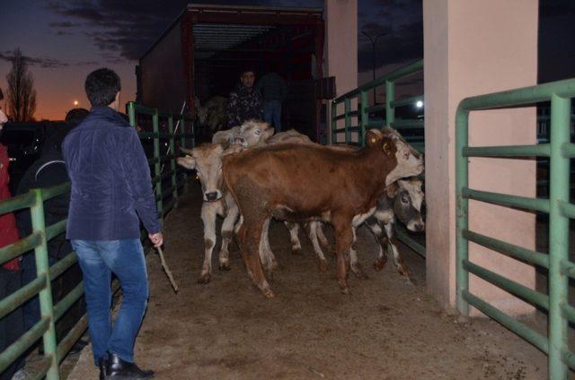 Muş’ta 62 genç çiftçiye 310 büyükbaş hayvan dağıtıldı