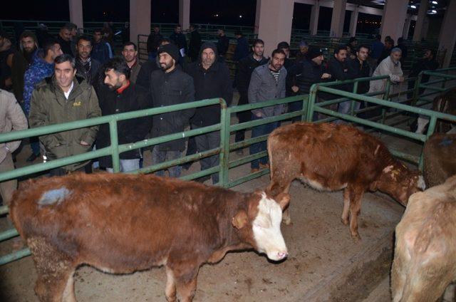 Muş’ta 62 genç çiftçiye 310 büyükbaş hayvan dağıtıldı