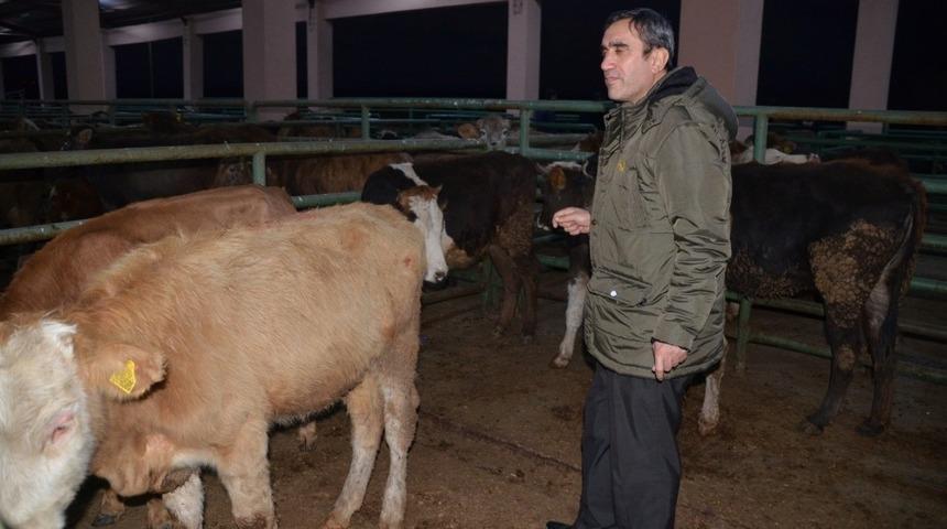 Muş&rsquo;ta 62 gen&ccedil; &ccedil;ift&ccedil;iye 310 b&uuml;y&uuml;kbaş hayvan dağıtıldı