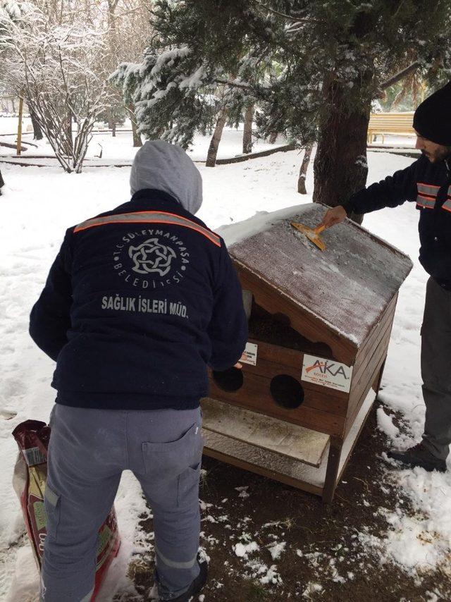 Süleymanpaşa Belediyesi sokak hayvanlarını unutmadı