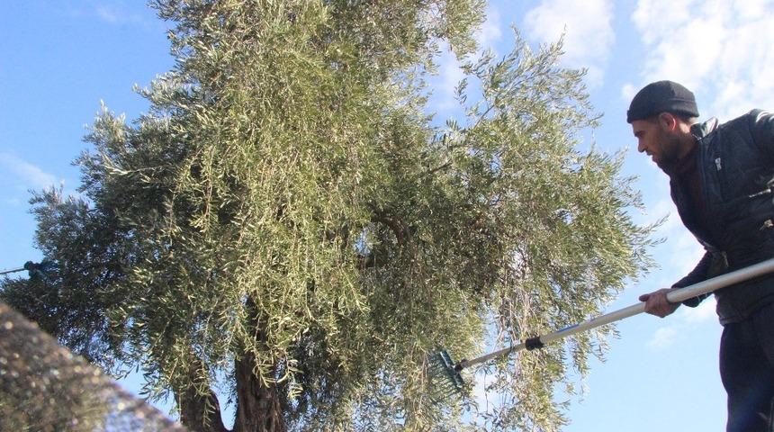 Zeytin hasadına yeniden başladı