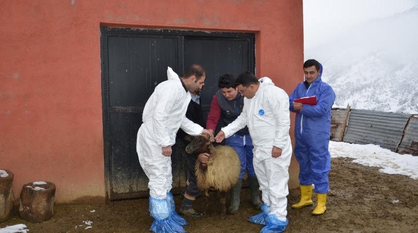 Tarım M&uuml;d&uuml;rl&uuml;ğ&uuml;nden hayvan işletmelerine ziyaret