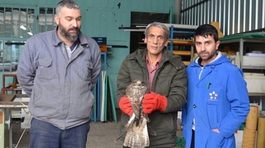 Yaralı atmaca tedavi altına alındı