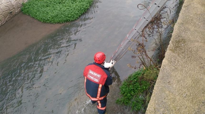 Dereye d&uuml;şen kediyi itfaiye ekipleri kurtardı