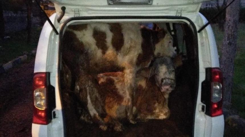 Dur ihtarına uymayan hırsızlar, &ccedil;aldıkları buzağılarla ka&ccedil;arken yakalandı