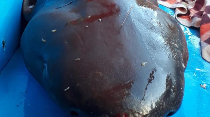 Antalya'da olta ile dev k&ouml;pekbalığı yakaladılar