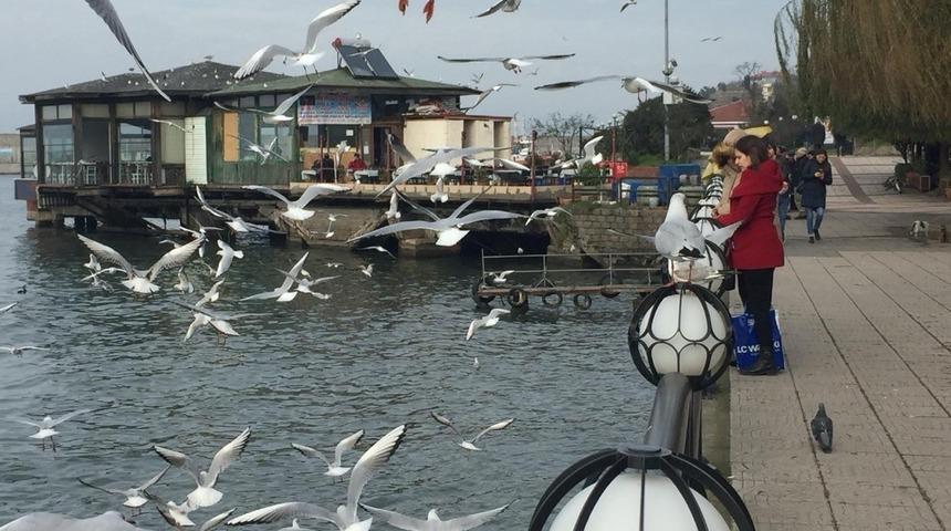Martıların simit kapma yarışı