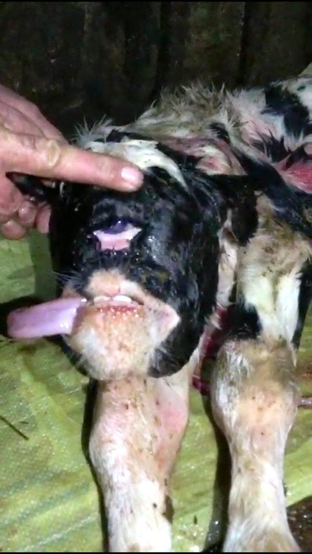 Tek g&ouml;zl&uuml;, burunsuz buzağı şaşırttı 1