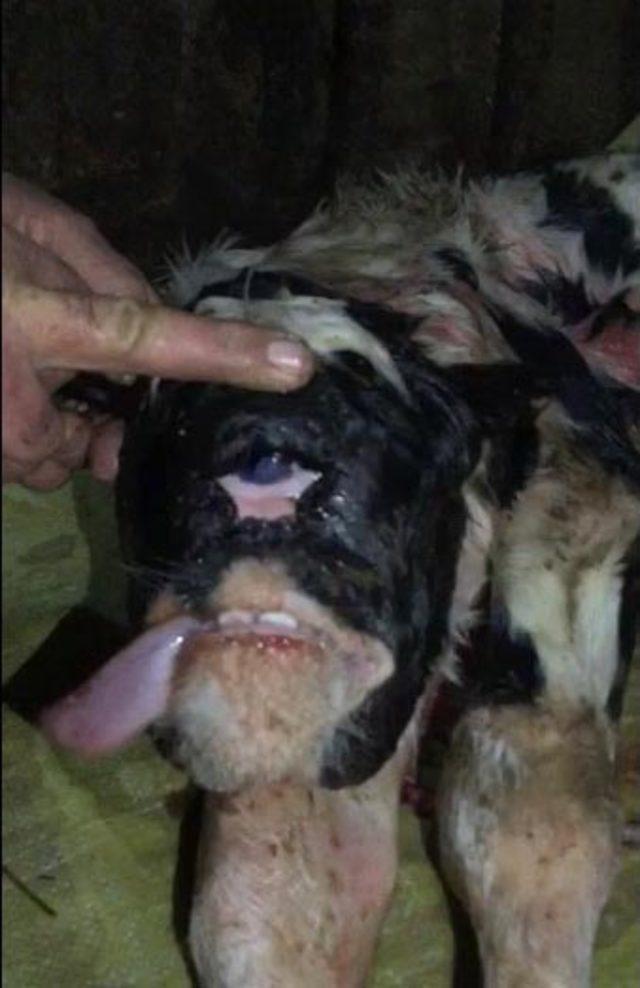 Tek g&ouml;zl&uuml;, burunsuz buzağı şaşırttı 2