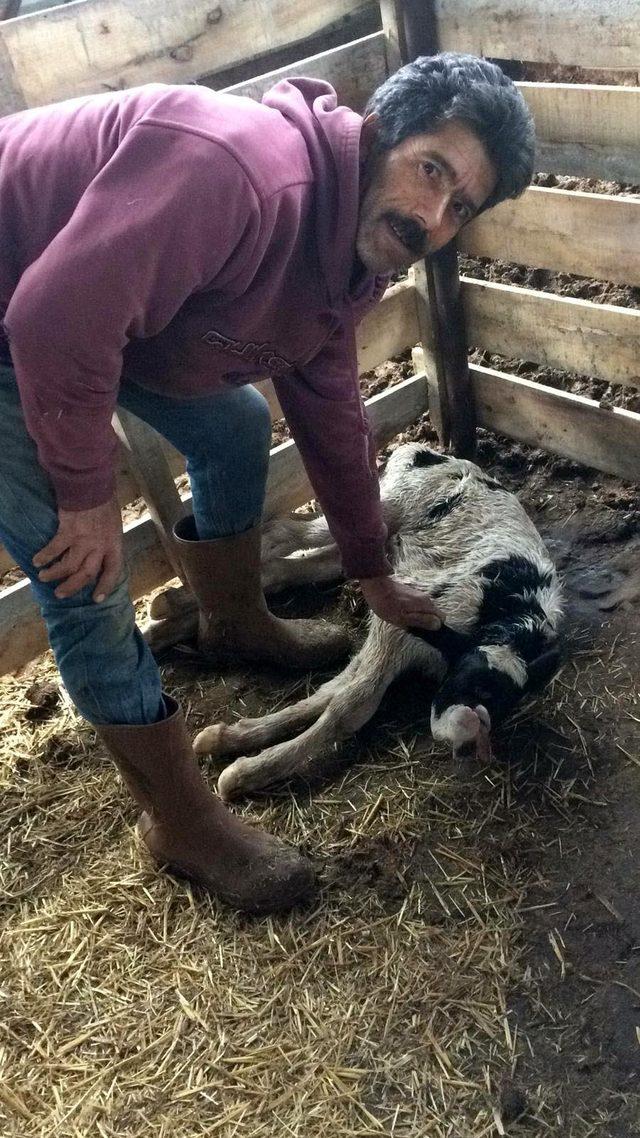 Tek g&ouml;zl&uuml;, burunsuz buzağı şaşırttı 3