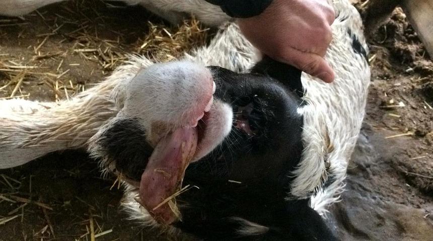 Tek g&ouml;zl&uuml;, burunsuz buzağı şaşırttı