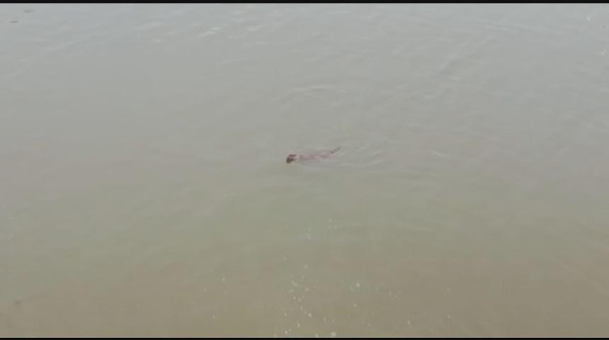 Kars &Ccedil;ayı&rsquo;nda ilk kez su samuru g&ouml;r&uuml;ld&uuml;