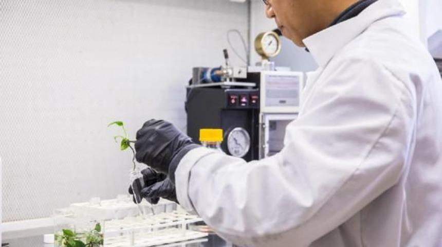 Genetiği değiştirilen sarmaşık kanserojen maddeleri temizliyor