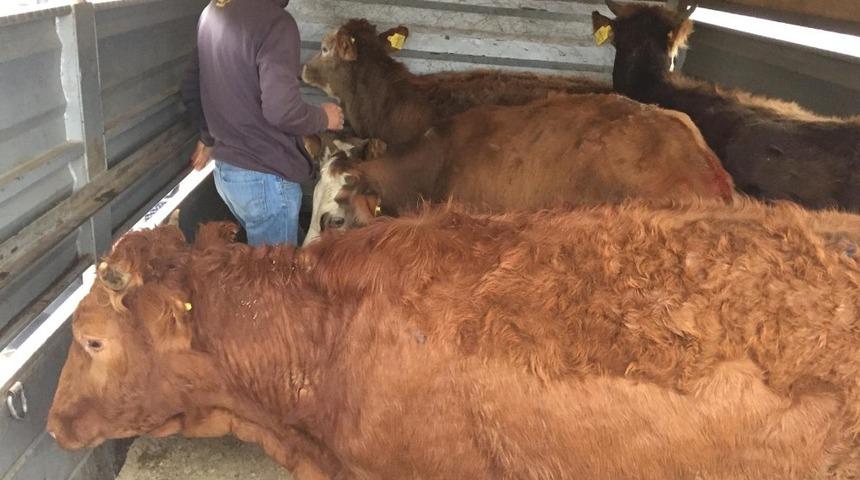 Demirci&rsquo;de gen&ccedil; &ccedil;ift&ccedil;iler hayvanlarına kavuştu