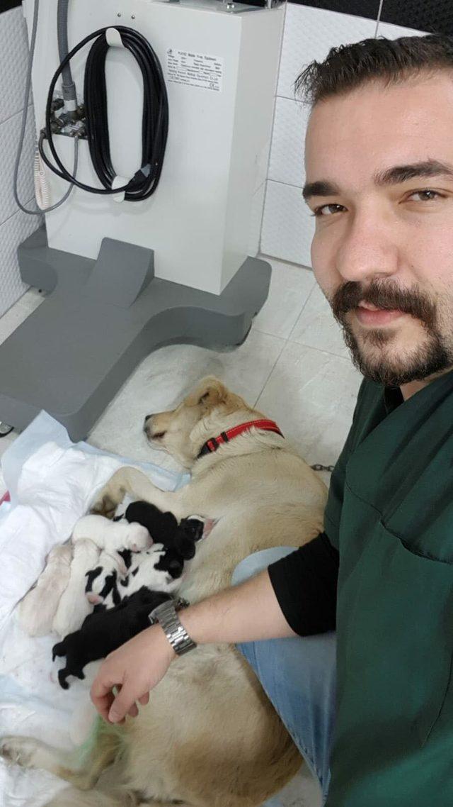  Kimyon , sezaryenle 11 yavru d&uuml;nyaya getirdi 1