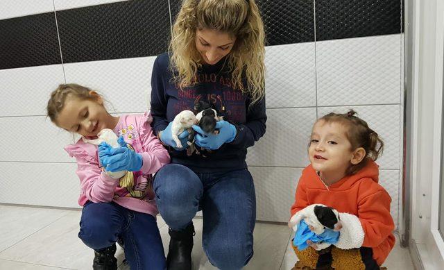  Kimyon , sezaryenle 11 yavru d&uuml;nyaya getirdi 2