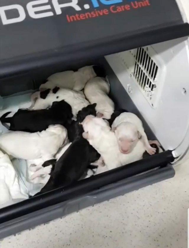  Kimyon , sezaryenle 11 yavru d&uuml;nyaya getirdi 4