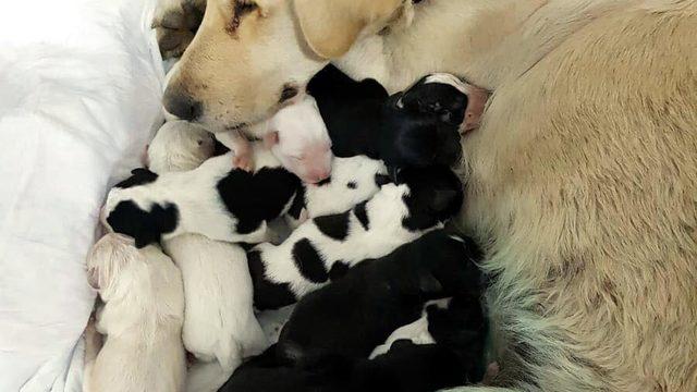 'Kimyon', sezaryenle 11 yavru dünyaya getirdi