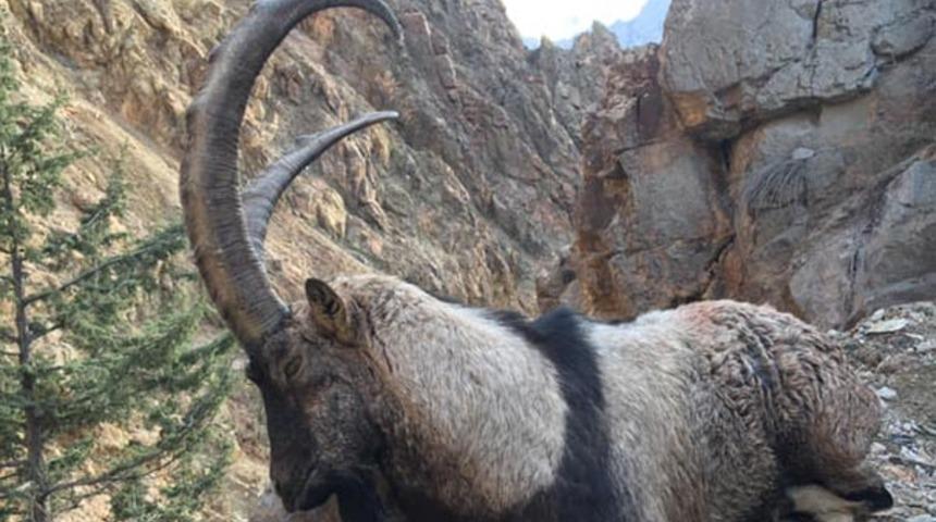 Artvin'de sezonun ilk yaban ke&ccedil;isi avlandı