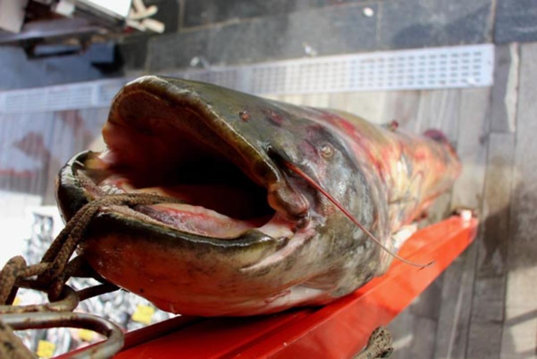 Dev balığı g&ouml;ren bakakaldı! 