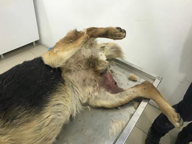  Sezar ı av t&uuml;feğiyle yaraladılar 2