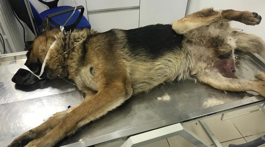 'Sezar'ı av t&uuml;feğiyle yaraladılar