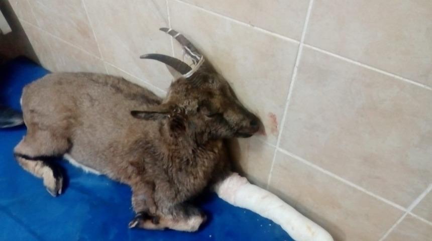 Yaralı dağ keçisine ‘Lokman Hekim’ şefkati