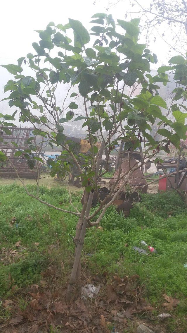 Kış mevsiminde meyve veren dut ağacı şaşırttı 1