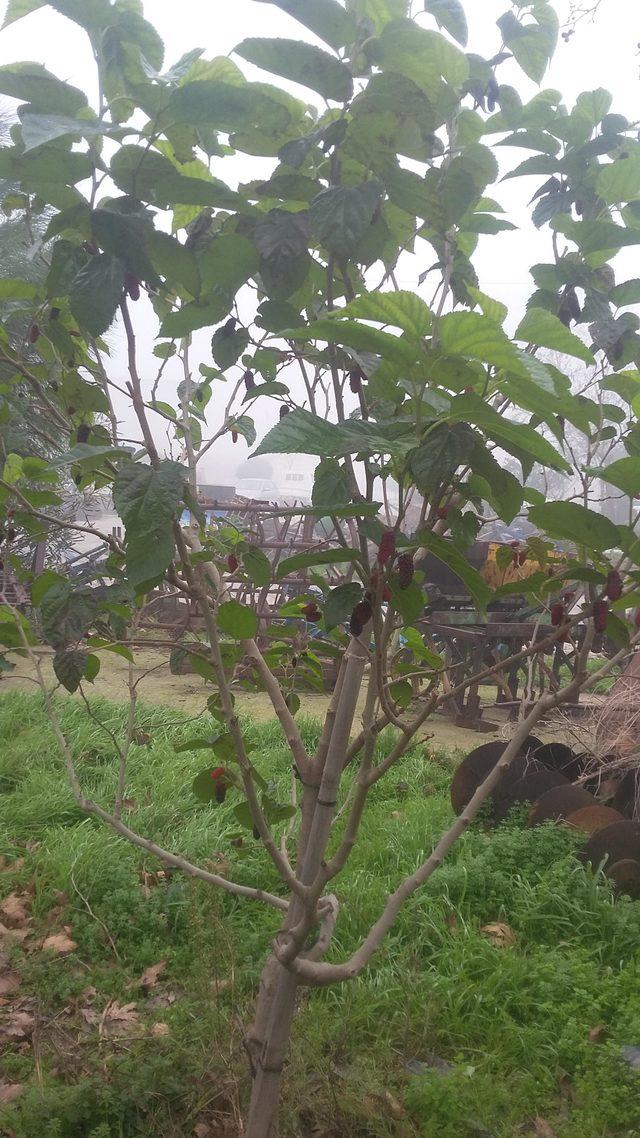 Kış mevsiminde meyve veren dut ağacı şaşırttı 2