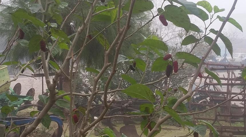 Kış mevsiminde meyve veren dut ağacı şaşırttı