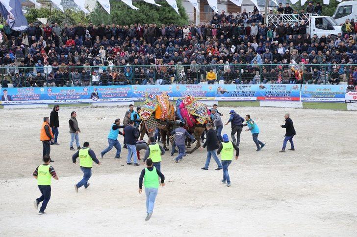 Demre’de deve güreşi heyecanı yaşandı G3