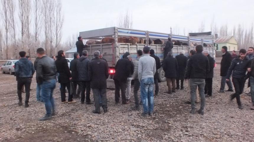 Malazgirt&rsquo;te b&uuml;y&uuml;kbaş hayvan dağıtımı