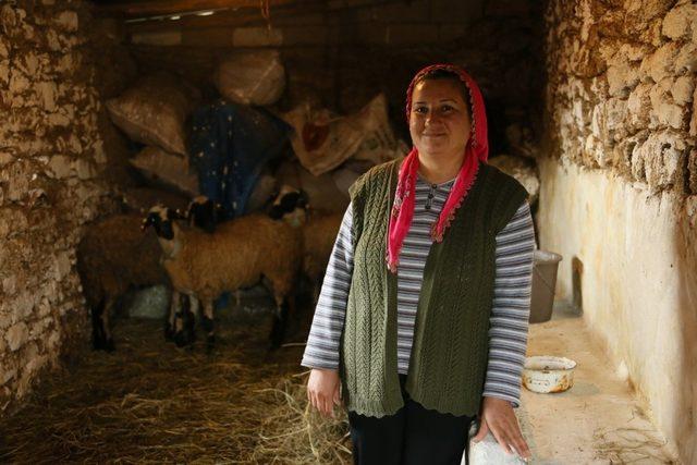 Büyükşehir’in ‘Sakız Koyunu’ projesi yaygınlaşıyor