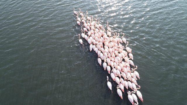 Flamingolar İzmir'i sevdi