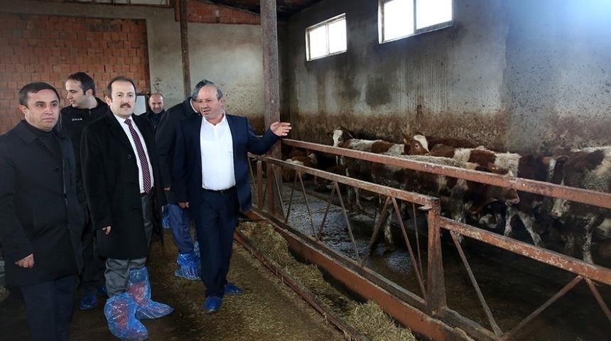 Vali Pehlivan Besi ve S&uuml;t Hayvancılığı İşletmesini ziyaret etti