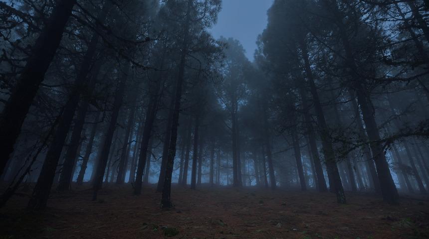 Bu ormana intihar etmeye geliyorlar!