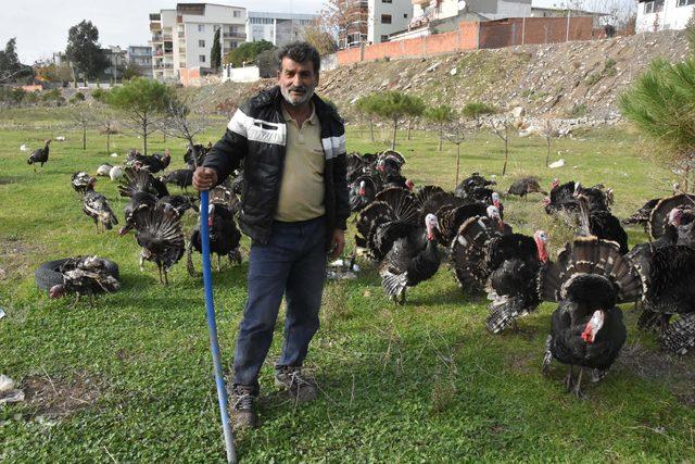 Yeni yıl yaklaşırken hindi satışları arttı