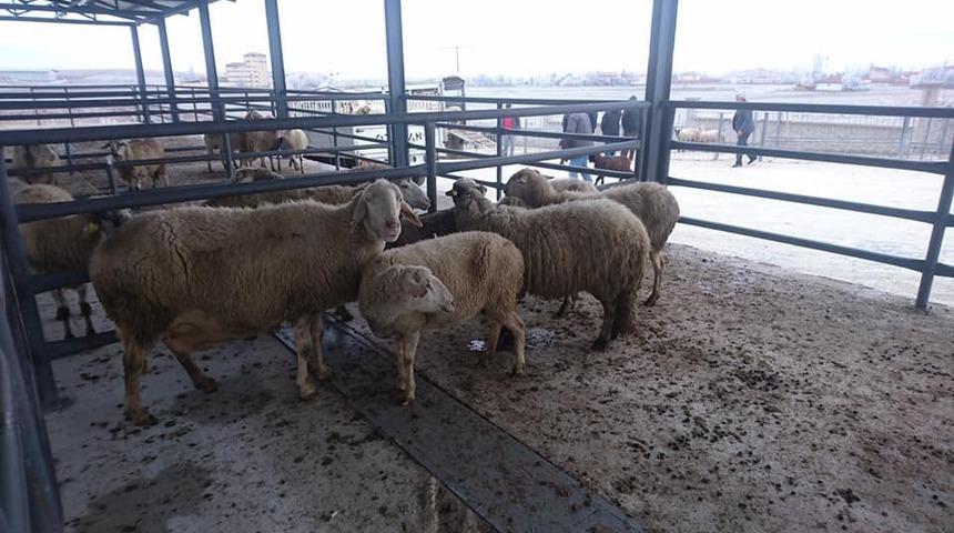 Canlı Hayvan Pazarı Borsası b&ouml;lgede ekonomiyi canlandırdı