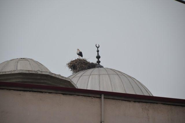 Leylekler Iğdır’ı terk etmiyor