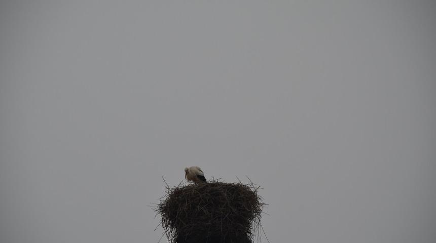 Leylekler Iğdır’ı terk etmiyor