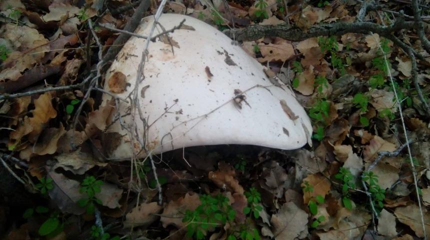 Dev mantar vatandaşların ilgi odağı oldu