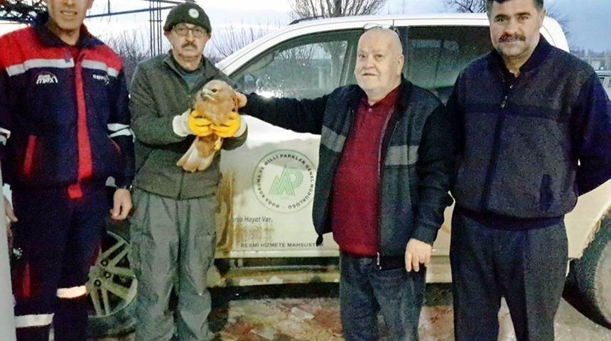 Yaralı bulunan şahin koruma altında