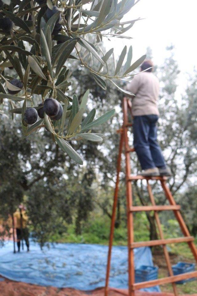 Marmarabirlik yüzleri güldürdü 1