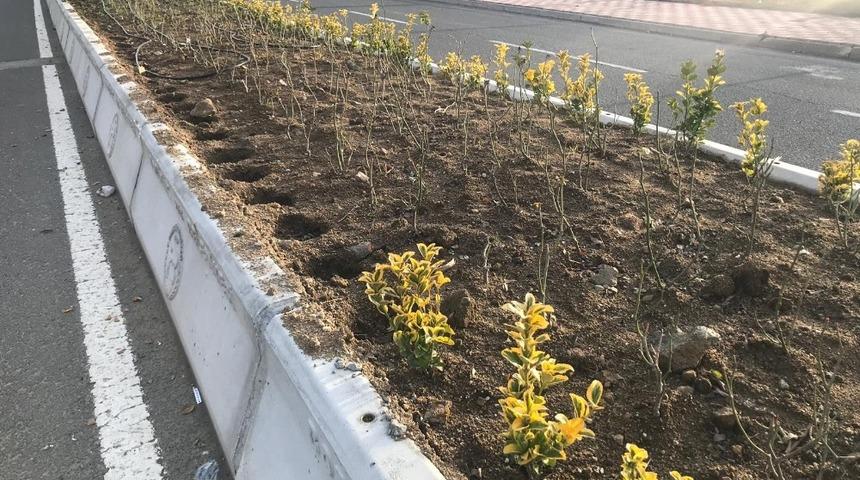 Boz&uuml;y&uuml;k&rsquo;te yeşil alanlara zarar verildi